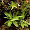 Pinguicula primuliflora