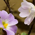 A close view of flowers.