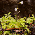 A few flowering plants.