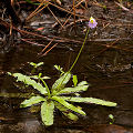 In shallow water.