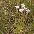 Pinguicula pumila