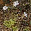 Pinguicula pumila