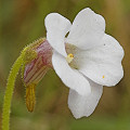 Very pale flowers.