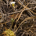 Growing in grasses.