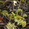 Growing with Dionaea.