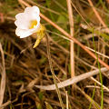 White flower.