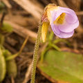 Light purple flower.