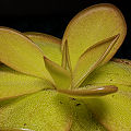 Pinguicula rectifolia