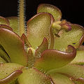 Pinguicula reticulata