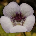 Pinguicula rotundiflora