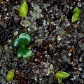 Pinguicula vulgaris