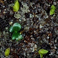 Pinguicula vulgaris