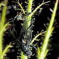 Roridula dentata