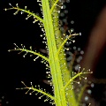 Roridula dentata