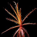 Roridula gorgonias