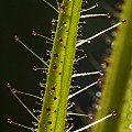 Leaf detail.