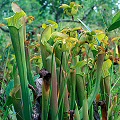 Sarracenia alabamensis