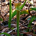 Sarracenia alabamensis subsp. alabamensis