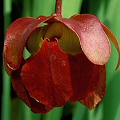 Sarracenia alabamensis