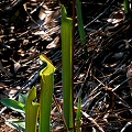 Sarracenia alabamensis