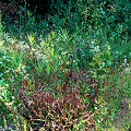 Sarracenia alabamensis subsp. alabamensis