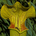 Sarracenia alabamensis