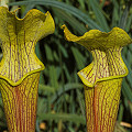 Sarracenia alabamensis