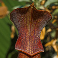 Sarracenia alabamensis subsp. wherryi