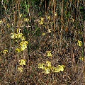 Many little flowers.