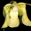 Sarracenia alata