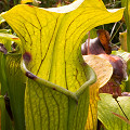 Sarracenia alata