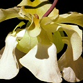 Sarracenia alata
