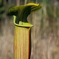 Sarracenia alata