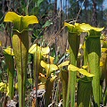 Green pitchers.