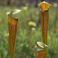 Lightly veined pitchers.