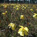 Sarracenia