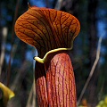 Red pitchers.