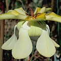 Sarracenia alata