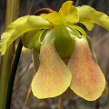 Red blush flower, suggestive of hybridization.