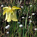 Yellow flower.