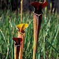 Sarracenia alata