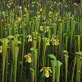 Sarracenia alata