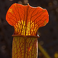 Sarracenia alata