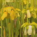 Sarracenia alata