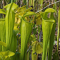 Strangely gaping pitchers.