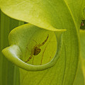 Crab spider.