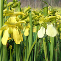 Cream and yellow flowers.