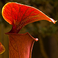 Sarracenia flava