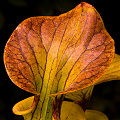 Sarracenia flava