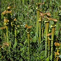 Sarracenia flava